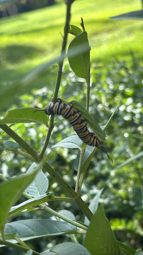 Monarch