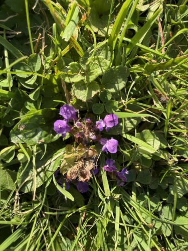 common selfheal