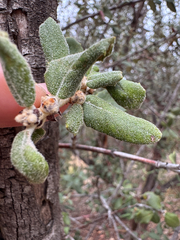 Ceanothus crassifolius, photograph (c) Megan “Moe” Morelock, some rights reserved (CC BY)