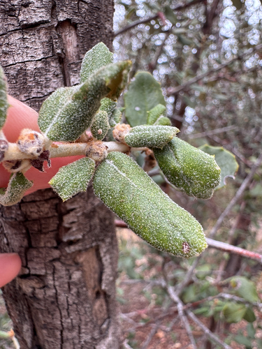 Ceanothus crassifolius, photograph 6