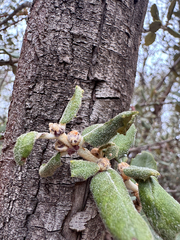 Ceanothus crassifolius, photograph (c) Megan “Moe” Morelock, some rights reserved (CC BY)