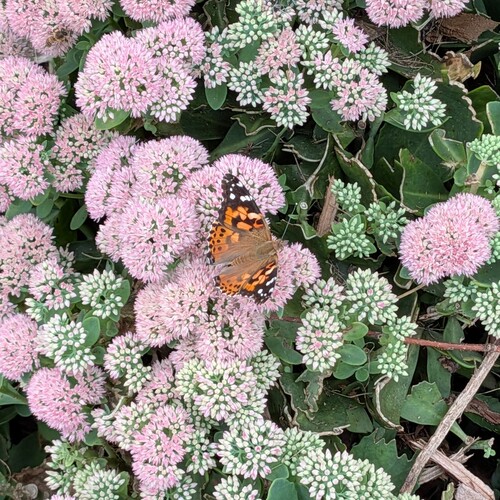 Painted Lady