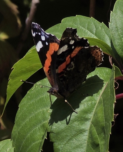 Red Admiral