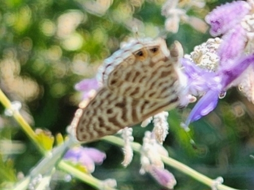 Lang's Short-tailed Blue