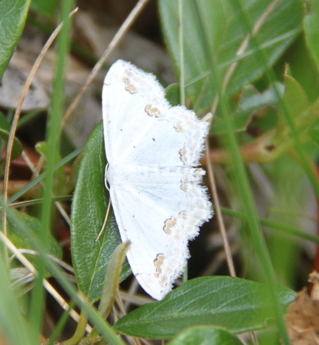 Lace Border