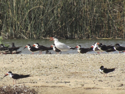 iNaturalist observation photo of Caspian Tern