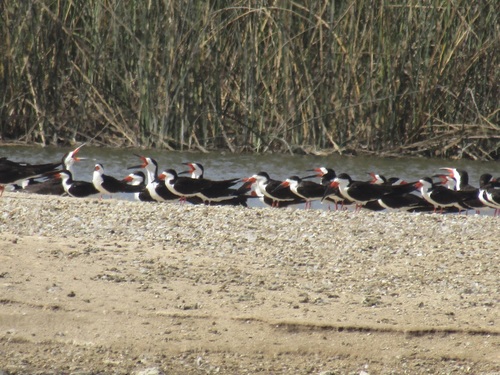 iNaturalist observation photo of Black Skimmer