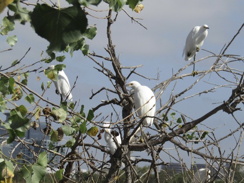 iNaturalist observation photo of Snowy Egret
