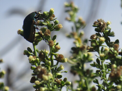 iNaturalist observation photo of Figeater Beetle