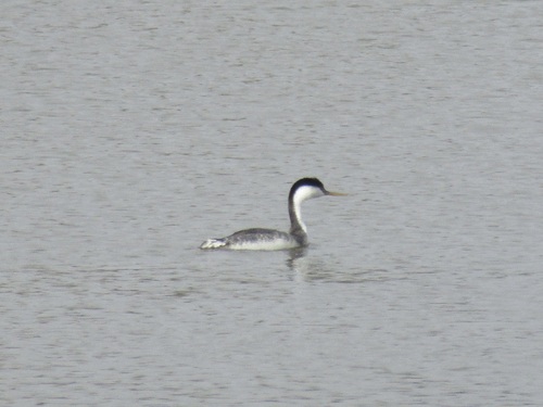 iNaturalist observation photo of Western Grebe