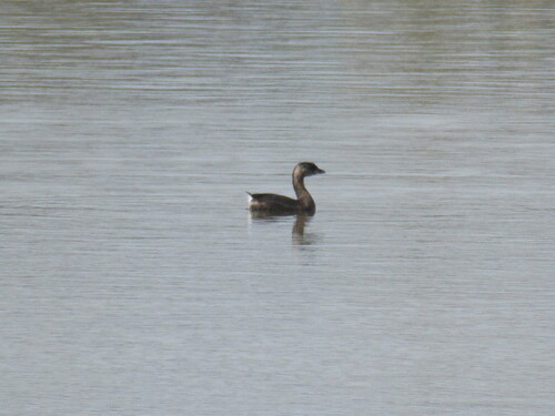 iNaturalist observation photo of Pied-billed Grebe