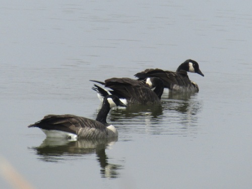 iNaturalist observation photo of Canada Goose