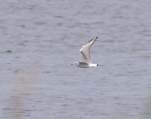 Bonaparte's Gull