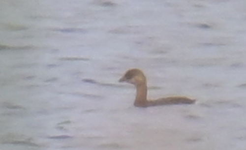 Pied-billed Grebe