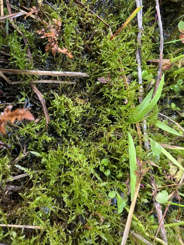 Hamatocaulis vernicosus observed 2026-09-14