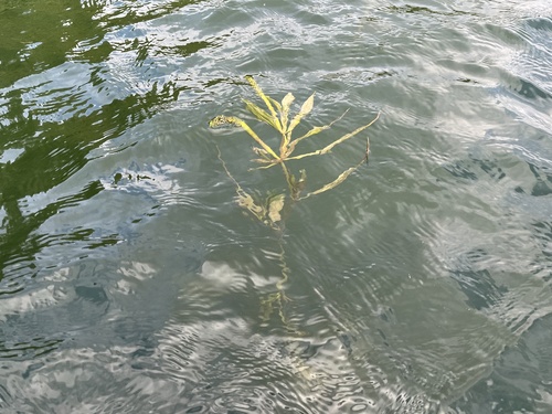 Shining Pondweed