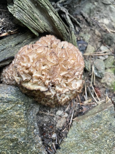 Cauliflower Fungus