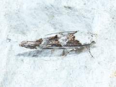 Mompha murtfeldtella