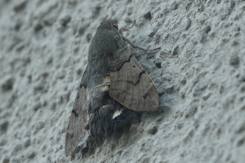 Eurasian Hummingbird Hawkmoth