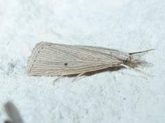 Eoreuma densellus
