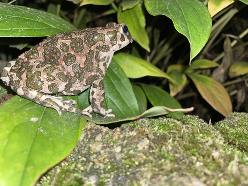 Green Toad