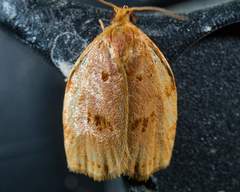 Archips rileyana