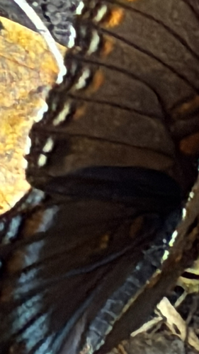 Red-spotted Purple