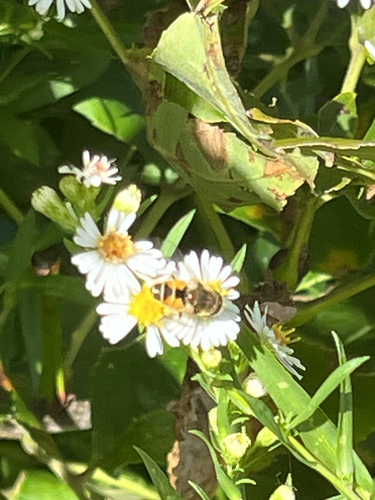 Eurasian Drone Fly