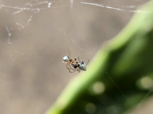 American Dewdrop Spider