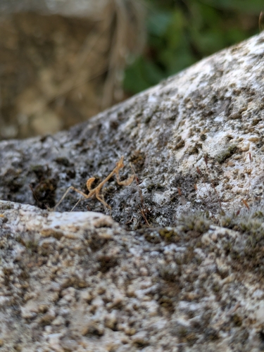 Mediterranean Conehead Mantis