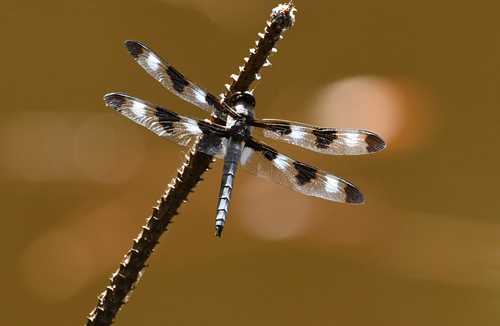 Twelve-spotted Skimmer