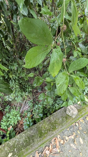 Dioscorea pentaphylla observed 2026-09-14