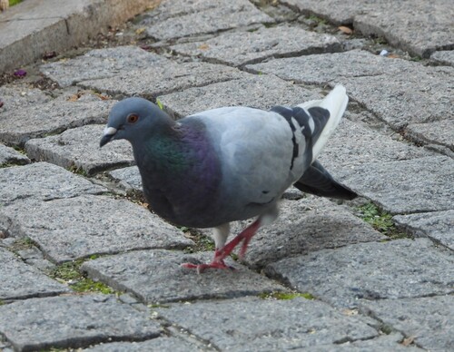 Feral Pigeon