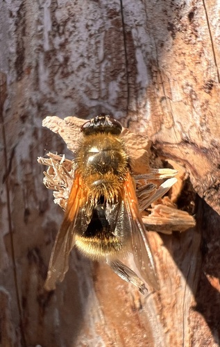Mesembrina decipiens