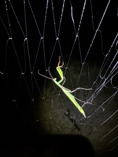 European Mantis