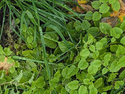 Wood Stitchwort