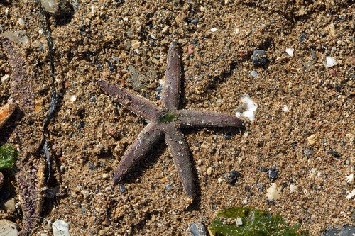 Luidia quinaria