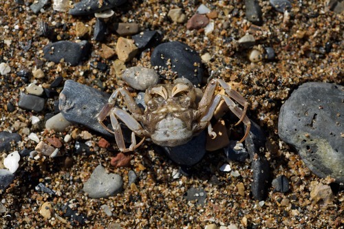 Paradorippe granulata