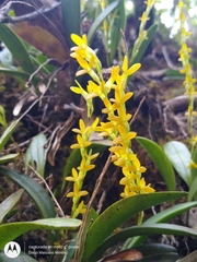 Stelis emarginata