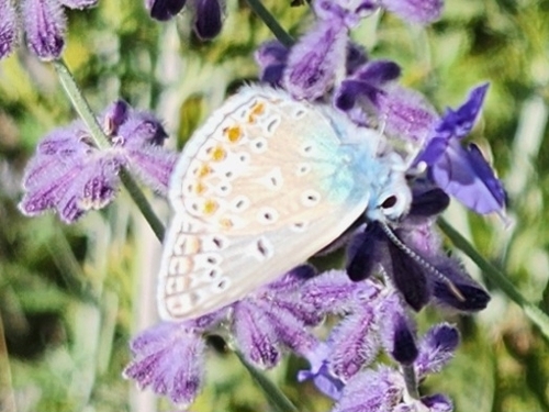 Common Blue