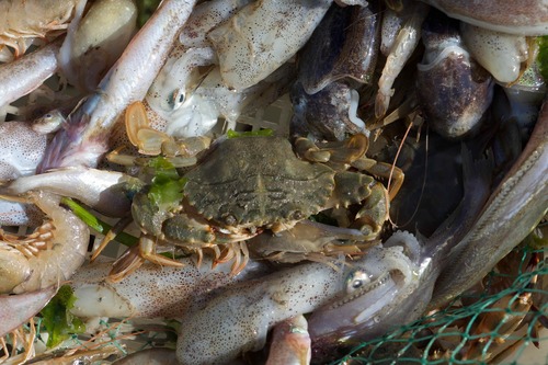 Asian Paddle Crab