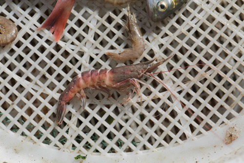 Southern rough shrimp