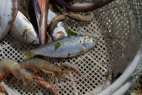 Dotted Gizzard Shad