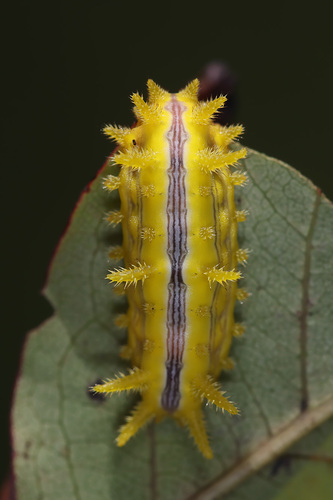 Stinging Rose Caterpillar Moth