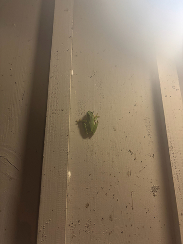 Green Treefrog