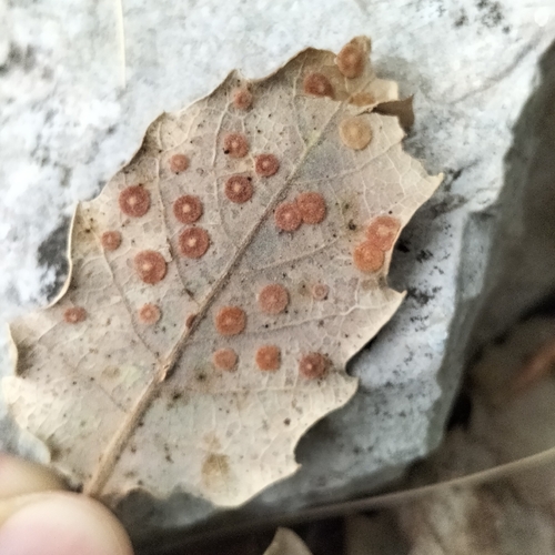 Common Spangle Gall Wasp