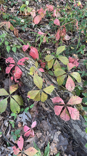 Virginia creeper
