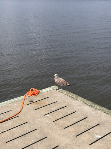 Laughing Gull