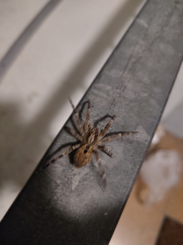 Mediterranean Spiny False Wolf Spider