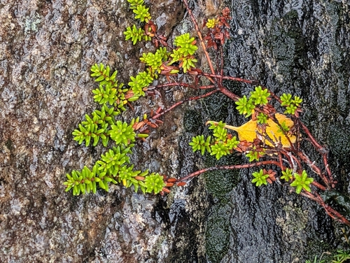 black crowberry